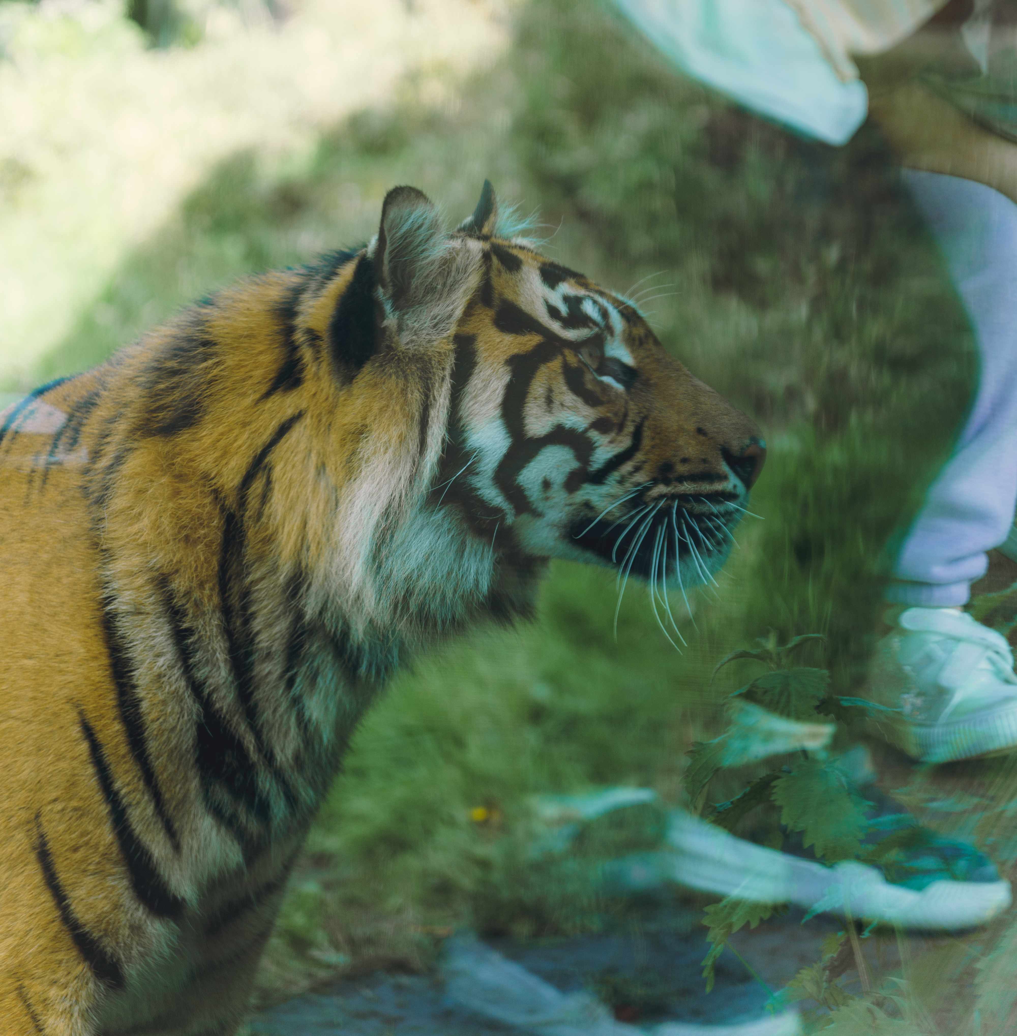 Tiger And Reflection